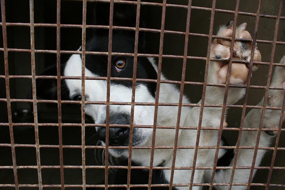 Dog in kennels